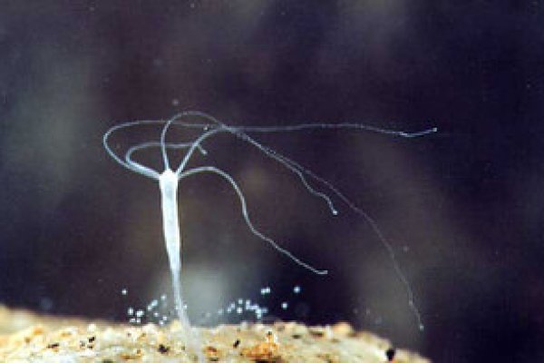 Kraken tor onion