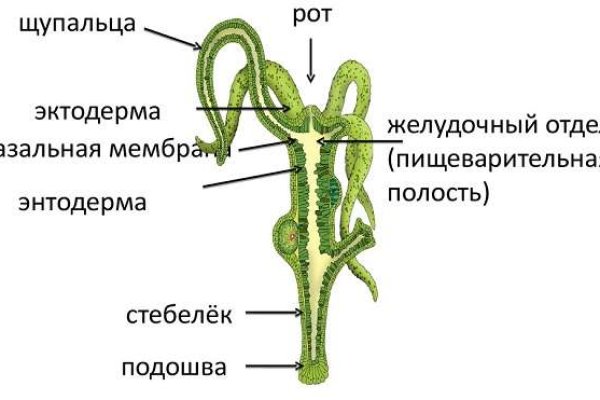 Kraken cc